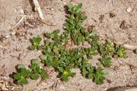 Portulaca oleracea