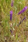 Vicia villosa