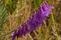 Vicia villosa