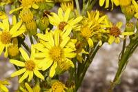 Jacobaea vulgaris