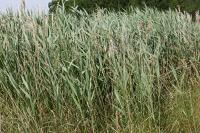 Phragmites australis
