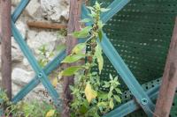 Amaranthus graecizans subsp. silvestris