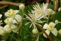 Clematis vitalba
