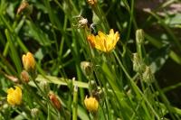 Crepis capillaris