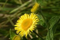 Pulicaria dysenterica