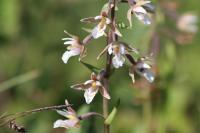 Epipactis palustris