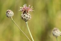Centaurea scabiosa