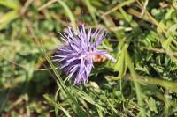 Carthamus mitissimus