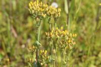Blackstonia perfoliata
