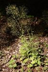Lactuca muralis