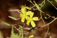 Lactuca muralis