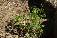 Oxalis stricta