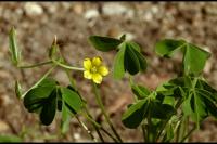 Oxalis stricta
