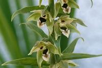 Epipactis helleborine