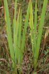 Iris pseudacorus
