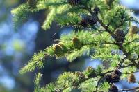 Larix decidua