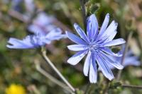 Cichorium intybus