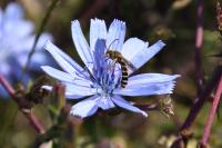 Cichorium intybus