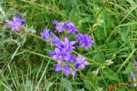 Campanula glomerata