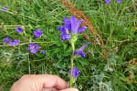 Campanula glomerata