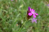 Dianthus carthusianorum