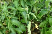 Vincetoxicum hirundinaria