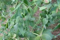 Euphorbia lathyris