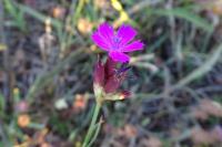 Dianthus carthusianorum