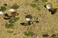 Hydrocharis morsus-ranae