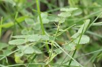 Rosa spinosissima