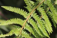 Polystichum setiferum
