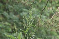 Rumex hydrolapathum