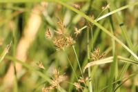 Cyperus longus