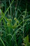 Cyperus eragrostis