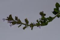 Clinopodium nepeta