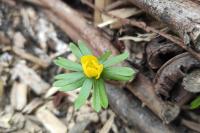 Eranthis hyemalis