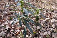 Daphne laureola