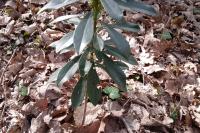 Daphne laureola