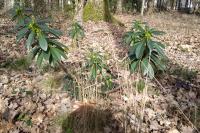 Daphne laureola