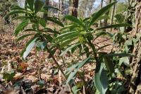 Daphne laureola