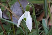 Galanthus nivalis