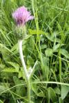 Cirsium dissectum