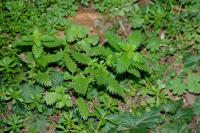 Urtica urens