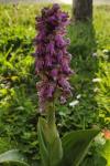 Himantoglossum robertianum