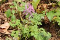 Corydalis solida