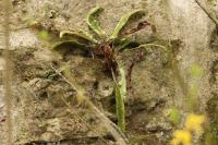 Asplenium scolopendrium