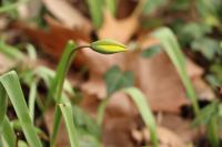 Tulipa sylvestris