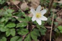 Anemone nemorosa