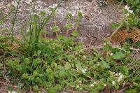 Cerastium glomeratum