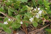 Cerastium glomeratum